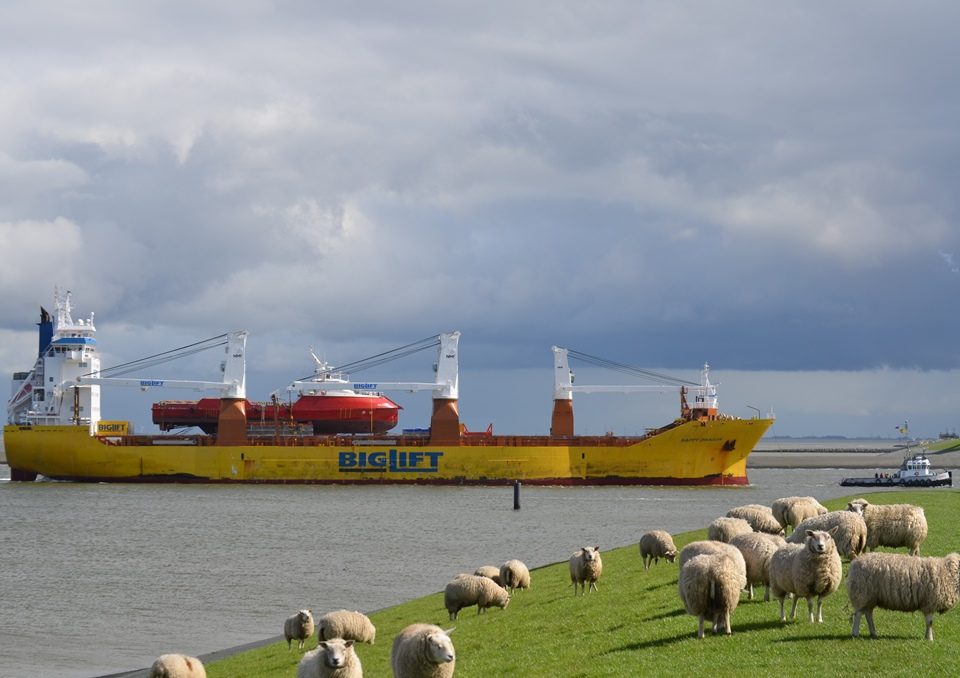 Onder toeziend oog van een kudde schapen vaart de Happy Dragon met aan boord het offshore vaartuig Siem Carajas de Eemshaven binnen (foto Mariska Burema / www.eemshavenonline.nl)