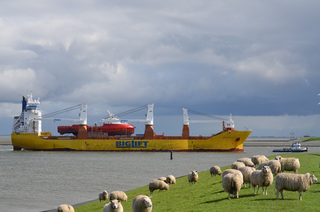 Onder toeziend oog van een kudde schapen vaart de Happy Dragon met aan boord het offshore vaartuig Siem Carajas de Eemshaven binnen (foto Mariska Burema / www.eemshavenonline.nl)